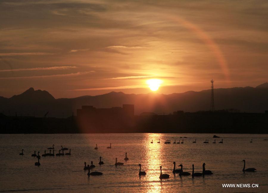 Swans swim in the Rongcheng state swan nature reserve in Rongcheng City, east China's Shandong Province, Nov. 9, 2012. More than 1,000 swans have flied to the Rongcheng nature reserve to get through this winter. (Xinhua/Wang Fudong)