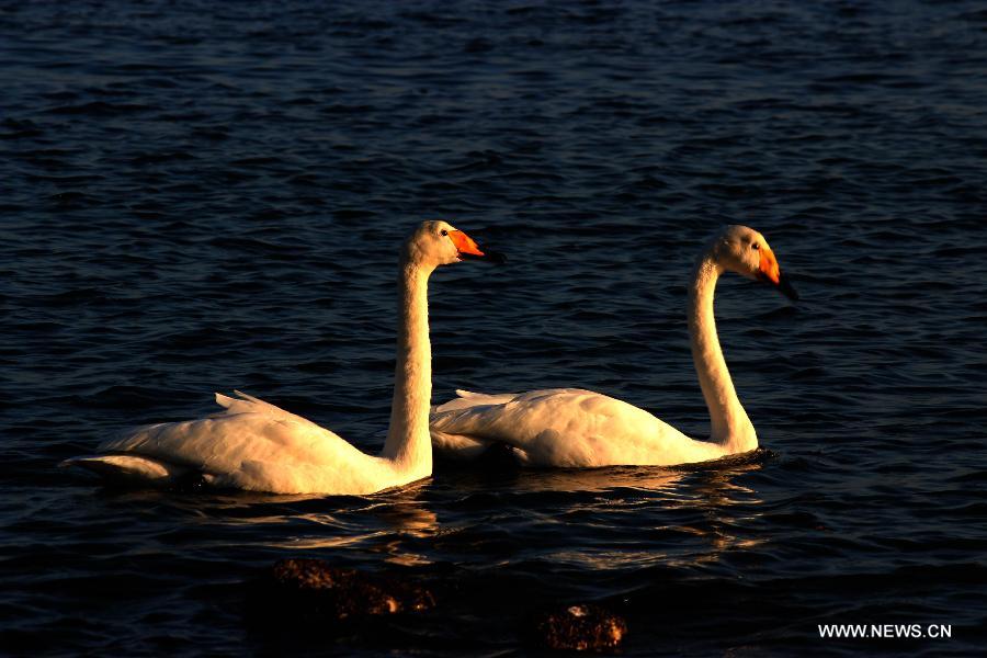 Swans swim in the Rongcheng state swan nature reserve in Rongcheng City, east China's Shandong Province, Nov. 9, 2012. More than 1,000 swans have flied to the Rongcheng nature reserve to get through this winter. (Xinhua/Lin Haizhen)