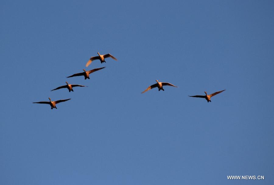A flock of swans fly over the Rongcheng state swan nature reserve in Rongcheng City, east China's Shandong Province, Nov. 9, 2012. More than 1,000 swans have flied to the Rongcheng nature reserve to get through this winter. (Xinhua/Lin Haizhen)