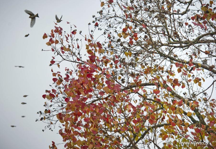 Birds fly across branches at the Hong Village near the Huangshan Mountain, east China's Anhui Province, Nov. 10, 2012. The beautiful scenery of Huangshan Mountain in the early winter has attracted many tourists. (Xinhua/Guo Chen) 