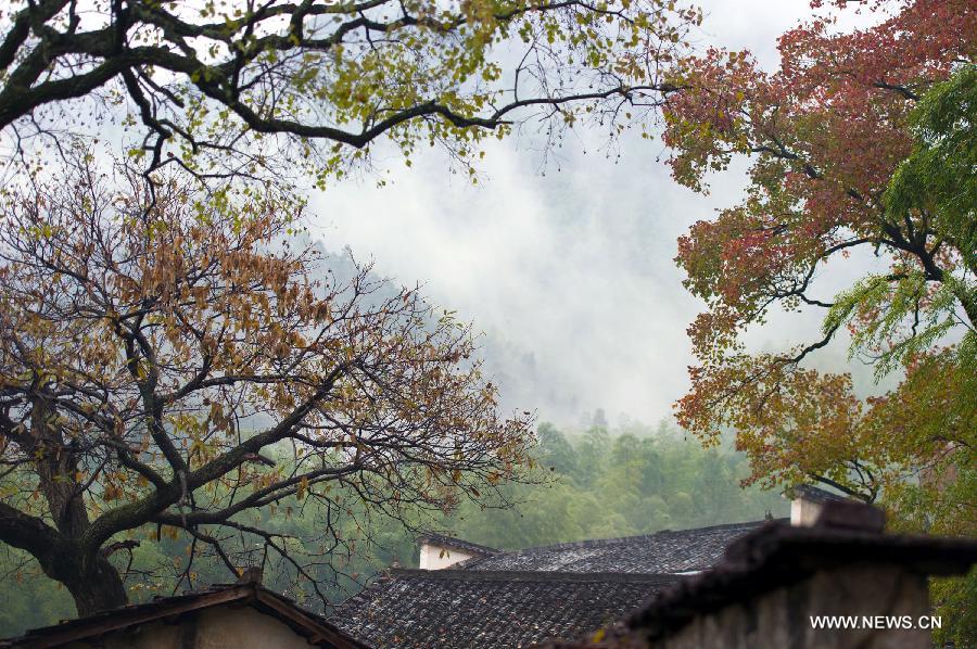 Photo taken on Nov. 10, 2012 shows the scenery near Tachuan scenic spot in the Huangshan Mountain area, east China's Anhui Province. The beautiful scenery of Huangshan Mountain in the early winter has attracted many tourists. (Xinhua/Guo Chen)