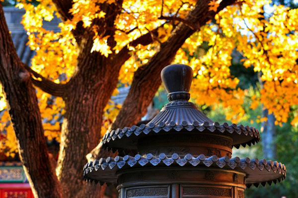 Autumn colors have begun to fade in the Chinese capital as winter sets in. But it is not too late to get a last glance of autumn at Fragrance Hills in west Beijing, where the fall foliage is still out in full force as this collection of photos taken on Thursday, November 8, 2012, shows. (Photo Source: CRIENGLISH.com/Song Xiaofeng)