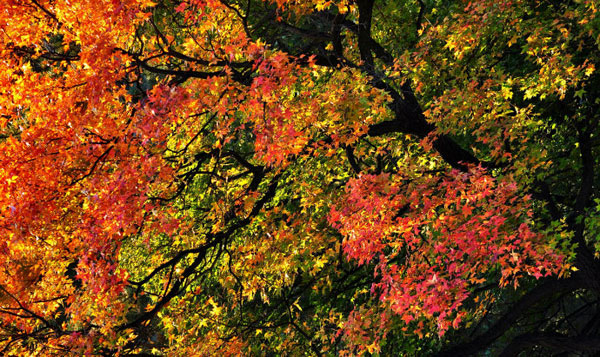 Autumn colors have begun to fade in the Chinese capital as winter sets in. But it is not too late to get a last glance of autumn at Fragrance Hills in west Beijing, where the fall foliage is still out in full force as this collection of photos taken on Thursday, November 8, 2012, shows. (Photo Source: CRIENGLISH.com/Song Xiaofeng)