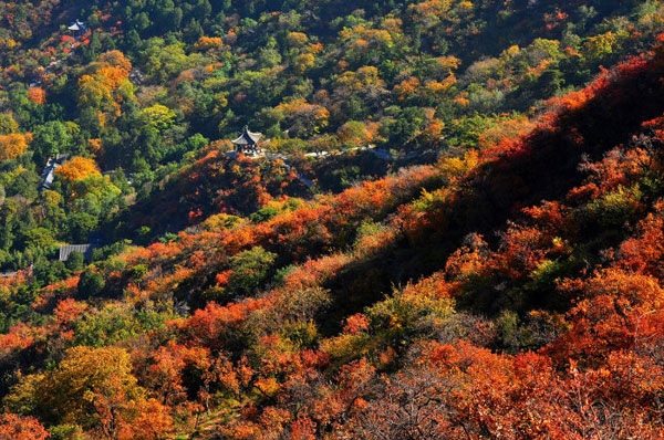 Autumn colors have begun to fade in the Chinese capital as winter sets in. But it is not too late to get a last glance of autumn at Fragrance Hills in west Beijing, where the fall foliage is still out in full force as this collection of photos taken on Thursday, November 8, 2012, shows. (Photo Source: CRIENGLISH.com/Song Xiaofeng)