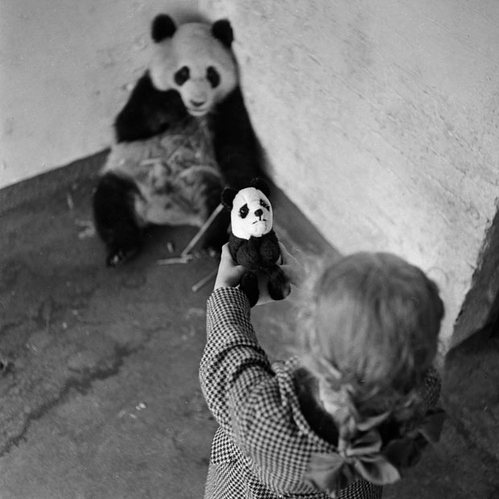 In 1946, a girl visited pandas with her toy panda. (file photo/GMW.cn))