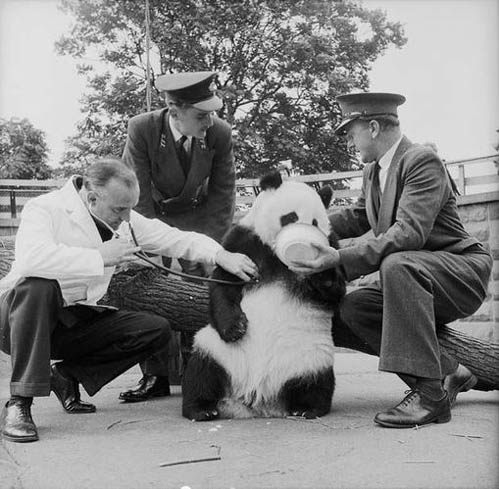 In 1958, panda "Qiqi" settled down in London Zoo.(file photo/GMW.cn))