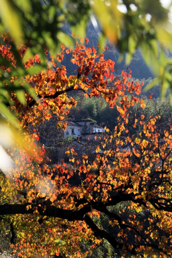 Photo taken on Nov. 12, 2012 shows the scenery of Tachuan Village, east China's Anhui Province. (Xinhua/Shi Guangde) 