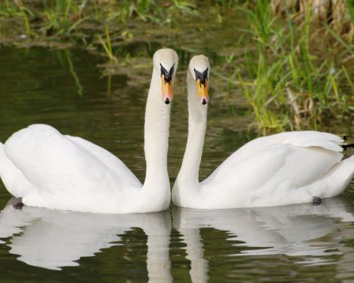 Swan (Photo Source: gmw.cn) 