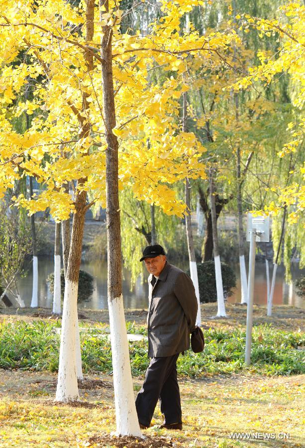 An old man walks in the ginkgo forest in Lianyungang, east China's Jiangsu Province, Nov. 13, 2012. (Xinhua/Geng Yuhe) 