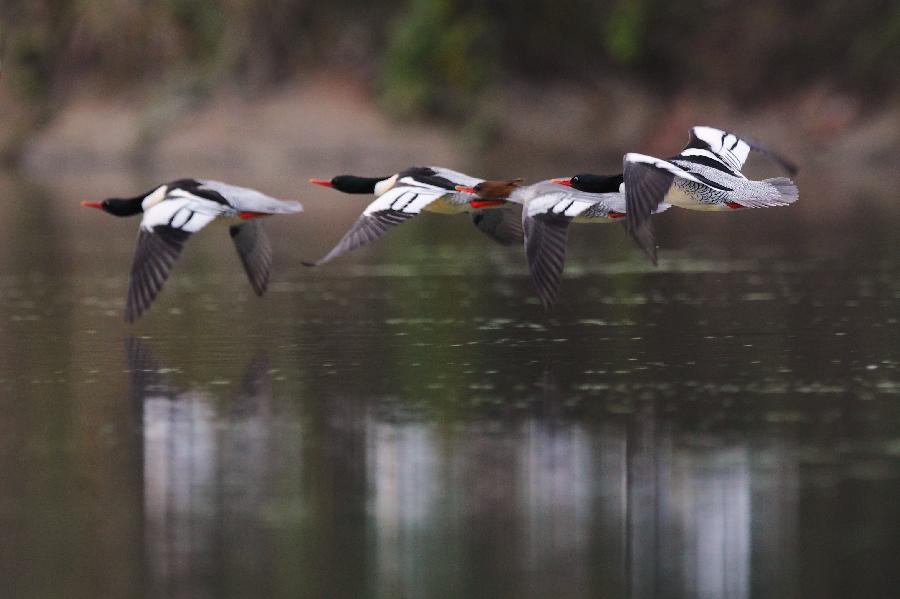 Chinese mergansers fly over the Xiuhe River, east China's Jiangxi Province, Nov. 12, 2012. The bird inhabits in forest rivulets and morass, feeding on fishes and insects. It is endemic to China and has a very small number. (Xinhua/Shen Junfeng) 