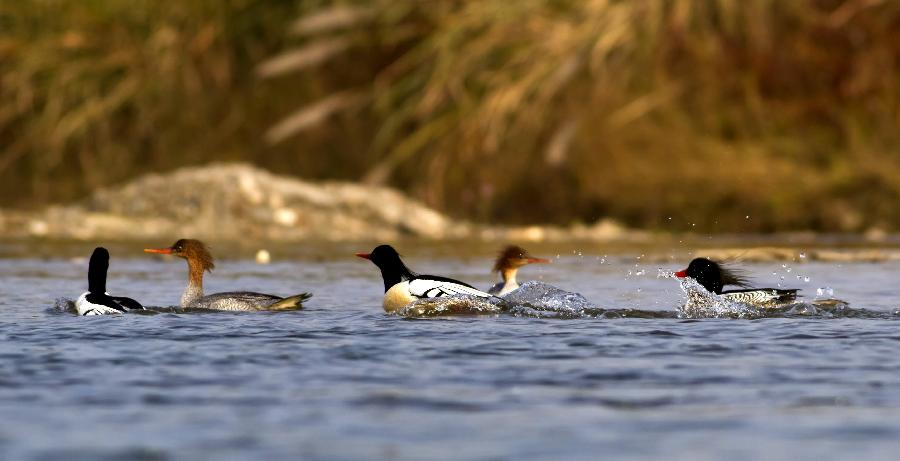 Chinese mergansers rest on the river in the Xiushui section of Xiuhe River, east China's Jiangxi Province, Nov. 12, 2012. The bird inhabits in forest rivulets and morass, feeding on fishes and insects. It is endemic to China and has a very small number. (Xinhua) 