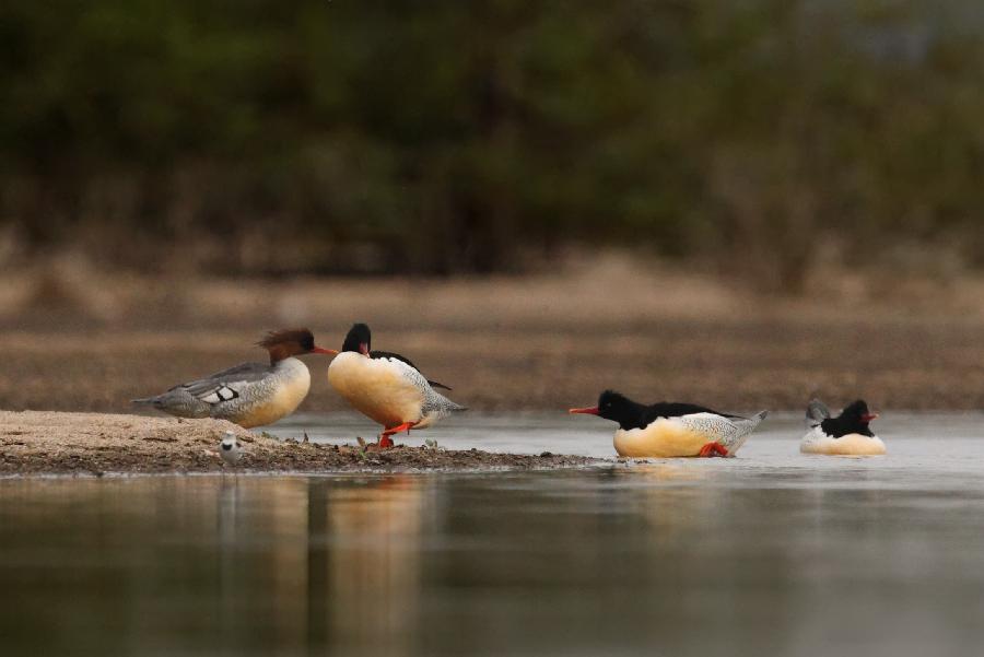 Chinese mergansers rest on the sandbank of the Xiuhe River in east China's Jiangxi Province, Nov. 12, 2012. The bird inhabits in forest rivulets and morass, feeding on fishes and insects. It is endemic to China and has a very small number. (Xinhua/Shen Junfeng) 