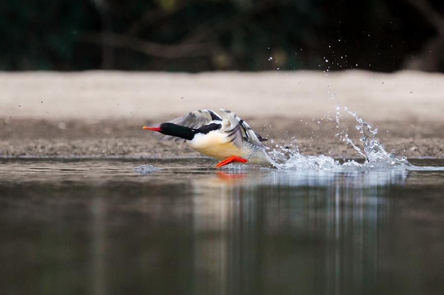 A Chinese merganser flies over the river in the Xiushui section of Xiuhe River, east China's Jiangxi Province, Nov. 12, 2012. The bird inhabits in forest rivulets and morass, feeding on fishes and insects. It is endemic to China and has a very small number. (Xinhua/Shen Junfeng) 