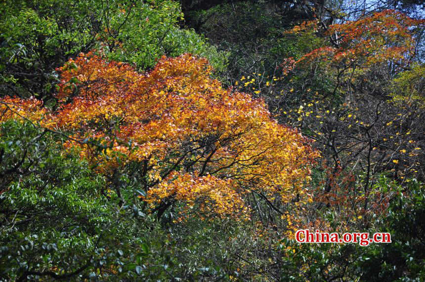 Located in Longdong Town, Baoxing County, Ya'an city, Sichuan province, Dongla Mountain Grand Canyon is one of the most famous attractions in Sichuan Province. The beautiful scenery of Dongla Mountain Grand Canyon in the early winter has attracted many tourists. (Photo by Chen Xiangzhao / China.org.cn)