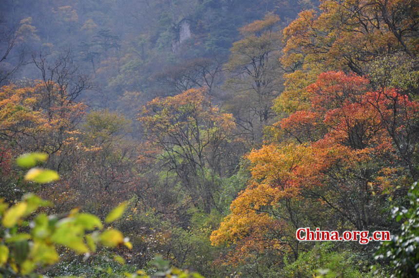 Located in Longdong Town, Baoxing County, Ya'an city, Sichuan province, Dongla Mountain Grand Canyon is one of the most famous attractions in Sichuan Province. The beautiful scenery of Dongla Mountain Grand Canyon in the early winter has attracted many tourists. (Photo by Chen Xiangzhao / China.org.cn)