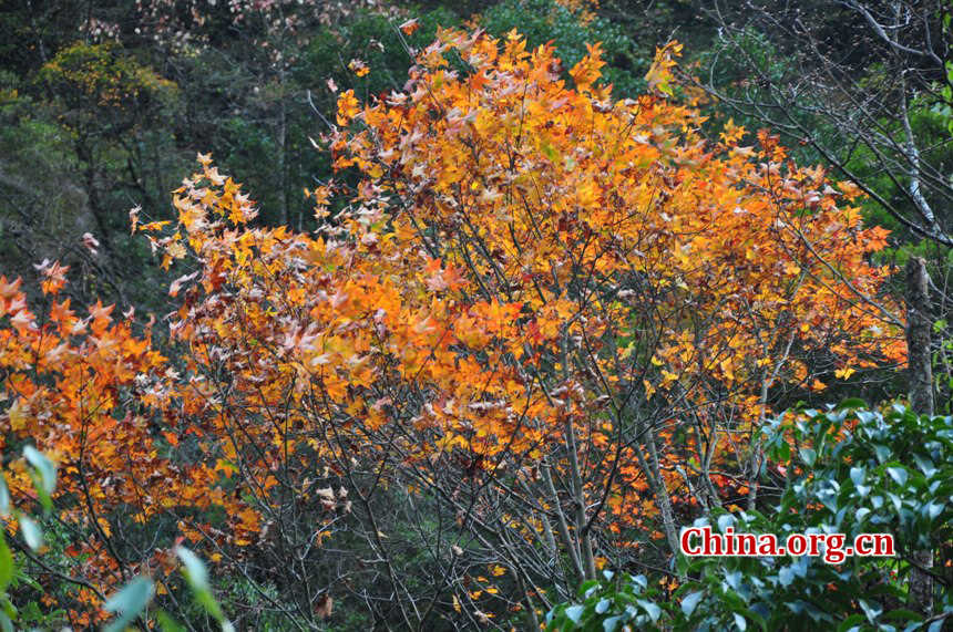 Located in Longdong Town, Baoxing County, Ya'an city, Sichuan province, Dongla Mountain Grand Canyon is one of the most famous attractions in Sichuan Province. The beautiful scenery of Dongla Mountain Grand Canyon in the early winter has attracted many tourists. (Photo by Chen Xiangzhao / China.org.cn)