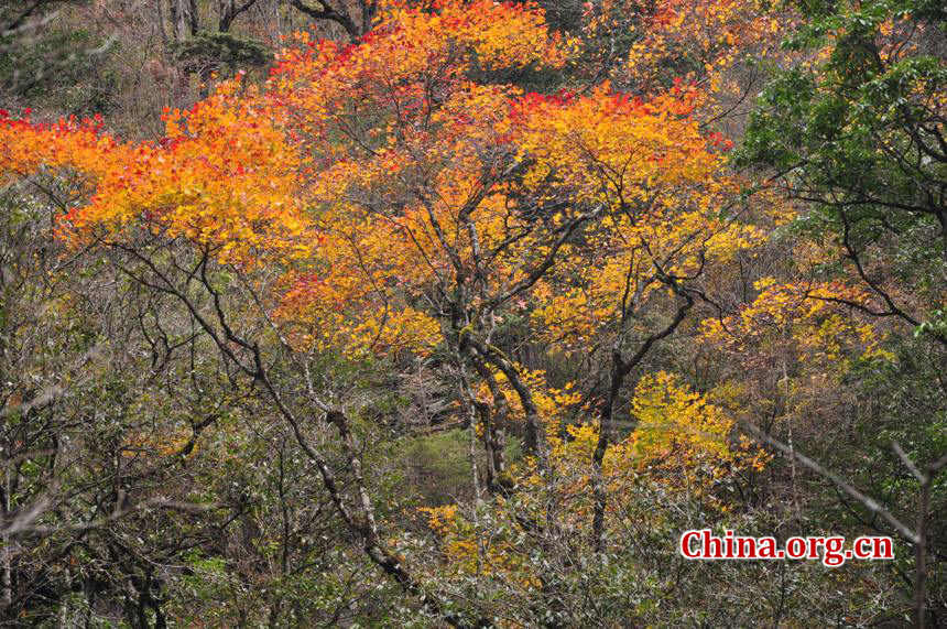 Located in Longdong Town, Baoxing County, Ya'an city, Sichuan province, Dongla Mountain Grand Canyon is one of the most famous attractions in Sichuan Province. The beautiful scenery of Dongla Mountain Grand Canyon in the early winter has attracted many tourists. (Photo by Chen Xiangzhao / China.org.cn)