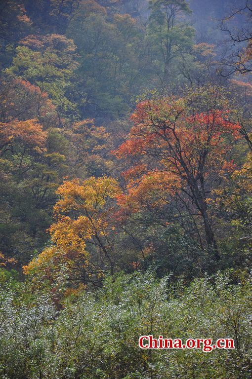 Located in Longdong Town, Baoxing County, Ya'an city, Sichuan province, Dongla Mountain Grand Canyon is one of the most famous attractions in Sichuan Province. The beautiful scenery of Dongla Mountain Grand Canyon in the early winter has attracted many tourists. (Photo by Chen Xiangzhao / China.org.cn)