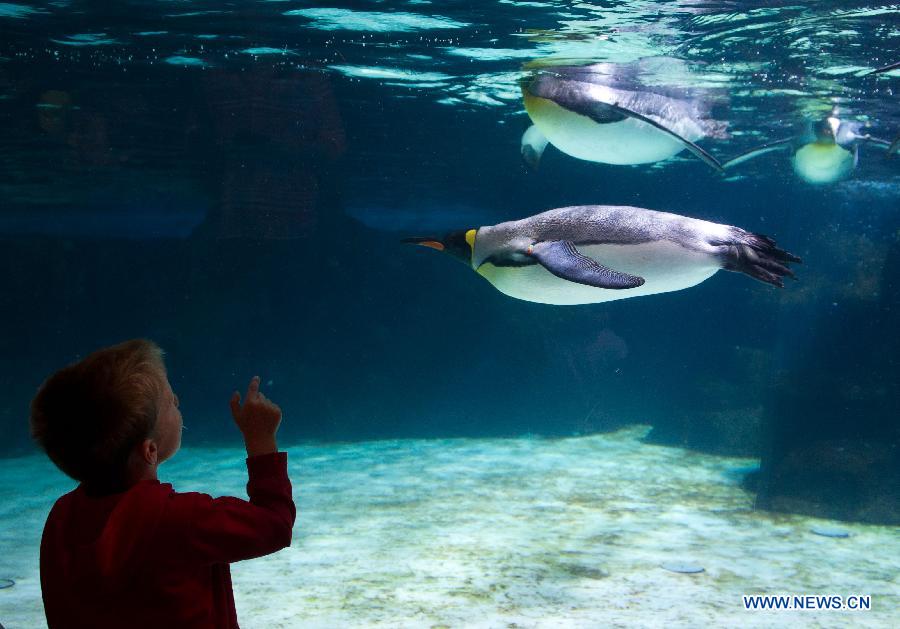 A boy observes penguins at Melbourne Aquarium in Melbourne, Australia, Nov. 14, 2012. (Xinhua/Bai Xue) 