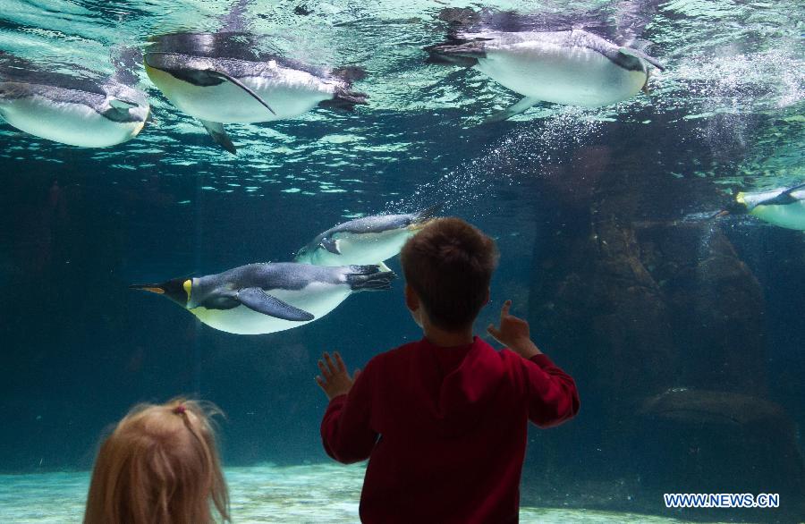 Visitors observe penguins at Melbourne Aquarium in Melbourne, Australia, Nov. 14, 2012. (Xinhua/Bai Xue) 