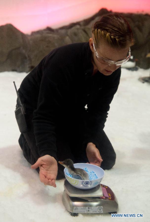 An aquarium keeper weighs a sub-Antarctic Gentoo penguin chick at Melbourne Aquarium in Melbourne, Australia, Nov. 14, 2012. (Xinhua/Bai Xue) 