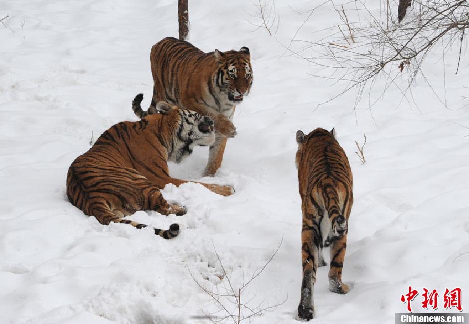 Tigers in Changchun Wildlife Park play in the snow on Nov.14 2012. Changchun was covered with a thick layer of snow after two consecutive days of blizzard. Even the wild animals were getting excited by the white world. (Chinanews/Zhangyao)