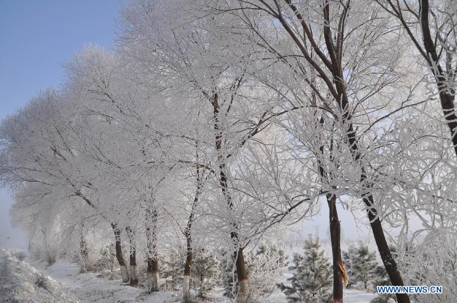 Photo taken on Nov. 16, 2012 shows the winter scenery of rime at a farm in Heihe, northeast China's Heilongjiang Province. (Xinhua/Zhou Liangjun) 