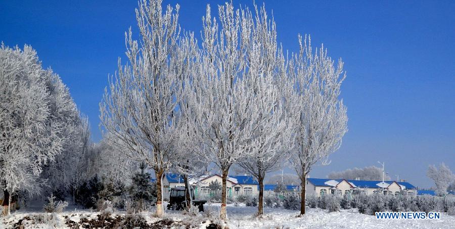 Photo taken on Nov. 16, 2012 shows the winter scenery of rime at a farm in Heihe, northeast China's Heilongjiang Province. (Xinhua/Zhou Liangjun) 