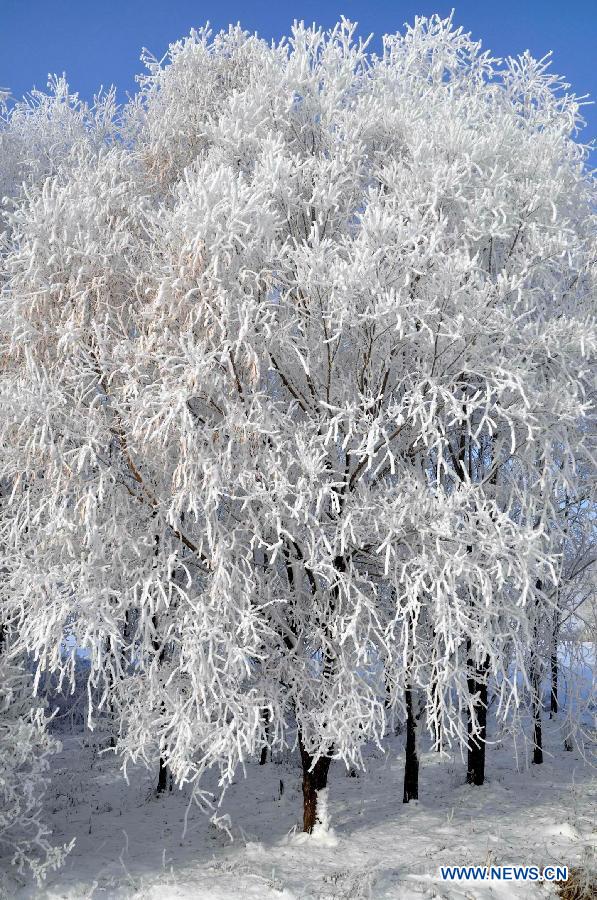 Photo taken on Nov. 16, 2012 shows the winter scenery of rime at a farm in Heihe, northeast China's Heilongjiang Province. (Xinhua/Zhou Liangjun) 