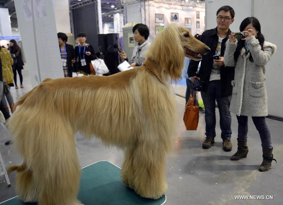 Visitors take photos of an Afghan hound at the 2012 China(Hangzhou) Pets Cultural Festival in Hangzhou, capital of east China's Zhejiang Province, Nov. 16, 2012. The three-day festival opened here on Friday. (Xinhua/Shi Jianxue)