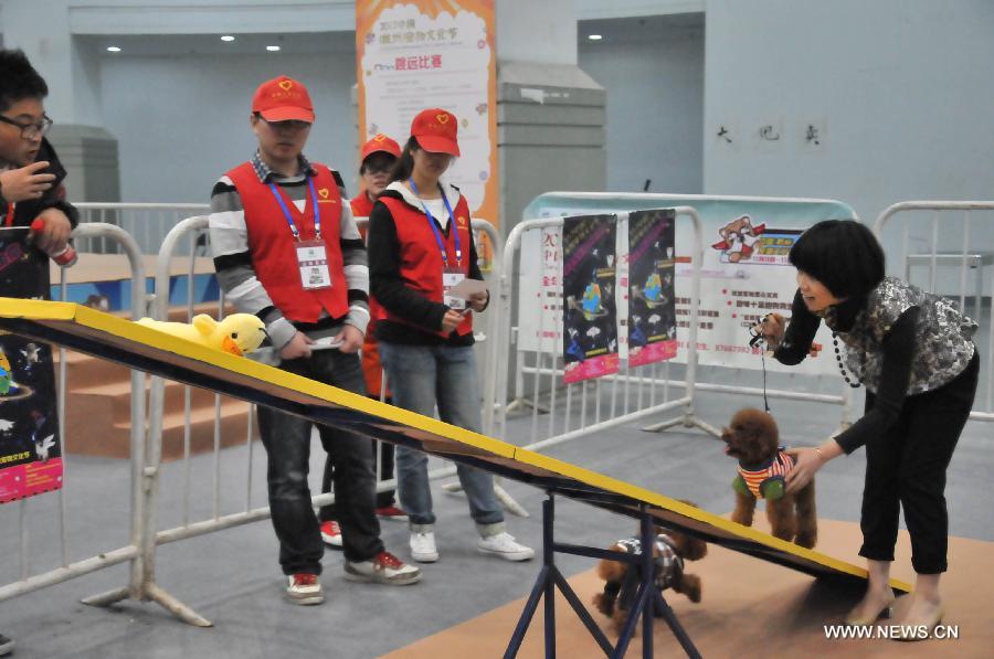 Pet owners bring in their pets to take part in a funny competition during the 2012 China(Hangzhou) Pets Cultural Festival in Hangzhou, capital of east China's Zhejiang Province, Nov. 16, 2012. The three-day festival opened here on Friday. (Xinhua/Zhu Yinwei) 