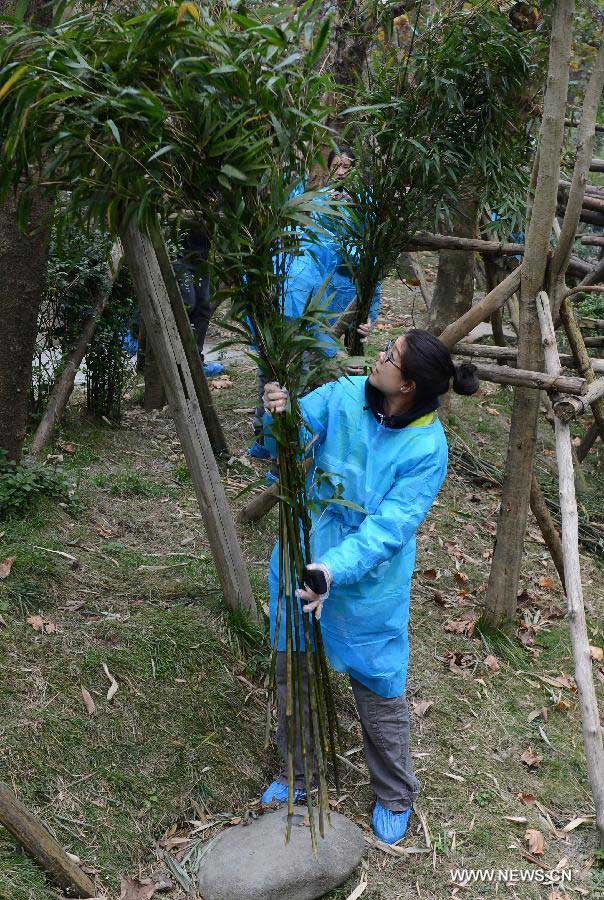 Contestant Cheung Aimee from Britain learns to insert bamboo, the main food of giant panda, at the Research Base for Giant Panda Breeding in Chengdu, capital of southwest China's Sichuan Province, Nov. 6, 2012. French contestant Jerome Serge Pouille, Chinese contestant Chen Yinrong and American contestant Melissa Rose Katz, the top three winners from the final of "global search for Chengdu Pambassador 2012", will serve as the Chengdu Pambassador for a year. They will train at the Chengdu Research Base of Giant Panda Breeding before travelling around the world to all the countries and regions that have giant pandas. The global initiative is aimed to raise the awareness about the protection of the giant panda, a high endangered species, and their habitats. (Xinhua/Jiang Hongjing)