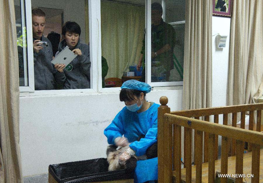 French contestant Jerome Serge Pouille (L) and Chinese contestant Chen Yinrong (2nd L) learn to take care of giant panda cub at the Research Base for Giant Panda Breeding in Chengdu, capital of southwest China's Sichuan Province, Nov. 1, 2012. Jerome Serge Pouille, Chen Yinrong and American contestant Melissa Rose Katz, the top three winners from the final of "global search for Chengdu Pambassador 2012", will serve as the Chengdu Pambassador for a year. They will train at the Chengdu Research Base of Giant Panda Breeding before travelling around the world to all the countries and regions that have giant pandas. The global initiative is aimed to raise the awareness about the protection of the giant panda, a high endangered species, and their habitats. (Xinhua/Jiang Hongjing)