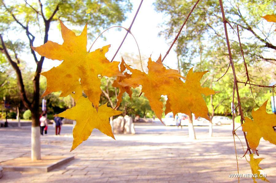 Photo taken on Nov. 17, 2012 shows the scenery of maple trees of Qianfo Mountain, or the Thousand Buddha Mountain, in Jinan, capital of east China's Shandong Province. (Xinhua/Xu Suhui) 