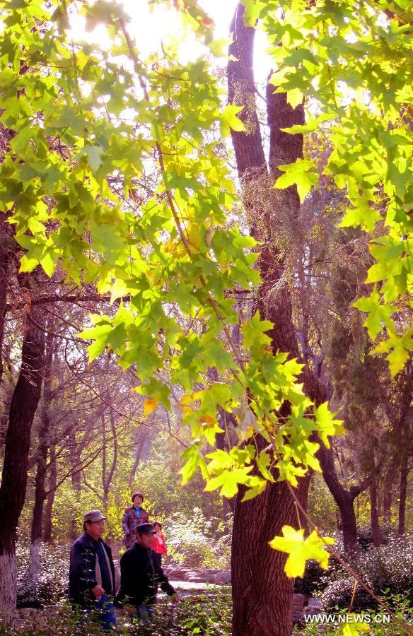 Visitors travel among maple trees on Qianfo Mountain, or the Thousand Buddha Mountain, in Jinan, capital of east China's Shandong Province, Nov. 17, 2012. (Xinhua/Xu Suhui) 