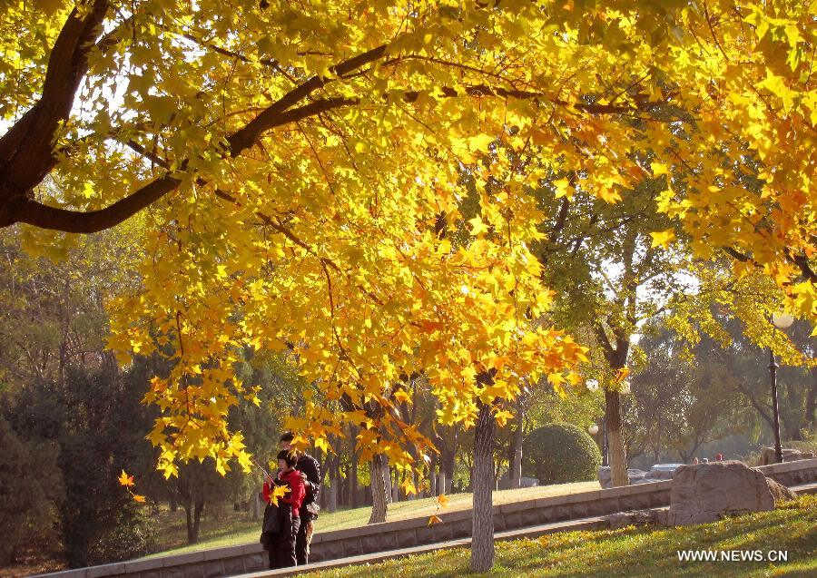 Photo taken on Nov. 17, 2012 shows the scenery of maple trees of Qianfo Mountain, or the Thousand Buddha Mountain, in Jinan, capital of east China's Shandong Province. (Xinhua/Xu Suhui) 