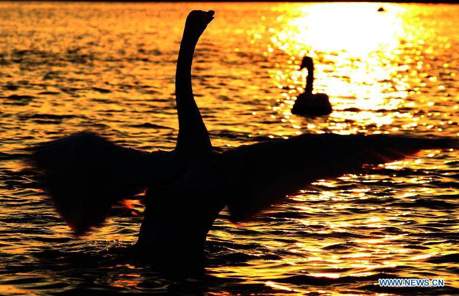 A whooper swan sings on a lake at Rongcheng National Nature Reserve in Rongcheng, east China's Shandong Province, Nov. 18, 2012. Thousands of swans chose to get through winter at the reserve. (Xinhua/Lin Haizhen)