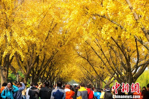 Picture shows the beautiful scenery of the “Ginkgo Avenue” in Yangzhou in early winter. The splendid golden color attracted the public’s view. (Meng Delong)