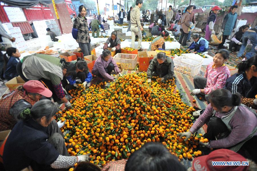 Orchard workers pick and pack Chinese honey oranges in a trading market in Tanxia Town of Lingchuan County in Guilin City, south China's Guangxi Zhuang Autonomous Region, Nov. 19, 2012. Orange planting is one of the major industries in Lingchuan with a planting area covering 16,000 mu (about 1066.67 hectares) in Tanxia Town alone. (Xinhua/Lu Boan)