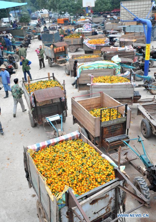 Orchard workers transport Chinese honey oranges in a trading market in Tanxia Town of Lingchuan County in Guilin City, south China's Guangxi Zhuang Autonomous Region, Nov. 19, 2012. Orange planting is one of the major industries in Lingchuan with a planting area covering 16,000 mu (about 1066.67 hectares) in Tanxia Town alone. (Xinhua/Lu Boan) 