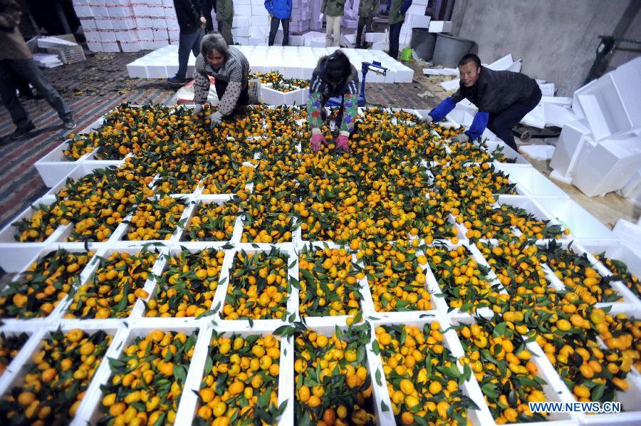 Orchard workers pick and pack Chinese honey oranges in a trading market in Tanxia Town of Lingchuan County in Guilin City, south China's Guangxi Zhuang Autonomous Region, Nov. 19, 2012. Orange planting is one of the major industries in Lingchuan with a planting area covering 16,000 mu (about 1066.67 hectares) in Tanxia Town alone. (Xinhua/Lu Boan) 