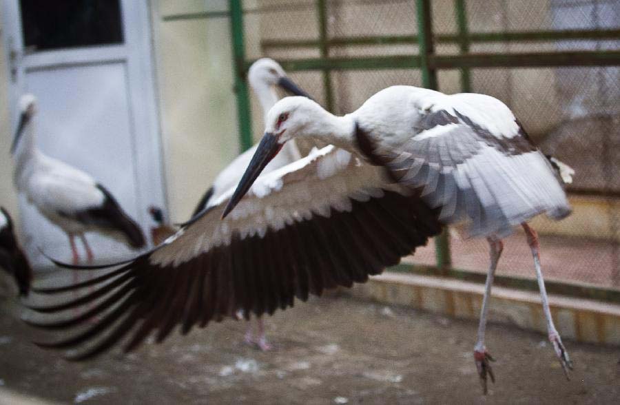 An healthy oriental white stork waves wings in Tianjin, north China, Nov. 20, 2012. A total of 13 oriental white storks which were saved by a wild animal rescue and breeding agency in Tianjin were tagged for being traced. They will be released to the nature on Nov. 21. (Xinhua/Yue Yuewei) 