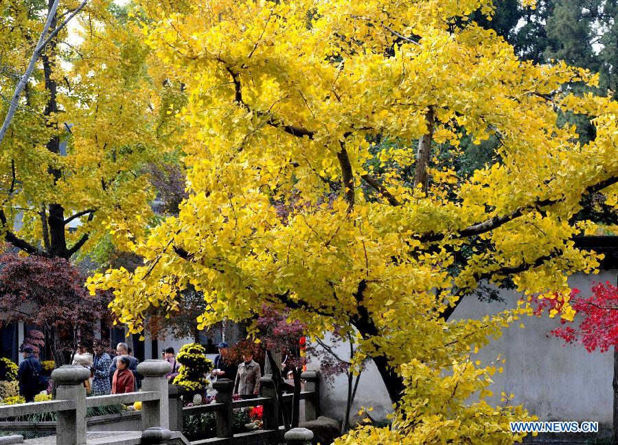 Visitors enjoy autumn leaves in the scenery spot of Huqiushan in Suzhou, east China's Jiangsu Province, Nov. 20, 2012. (Xinhua/Hang Xingwei) 