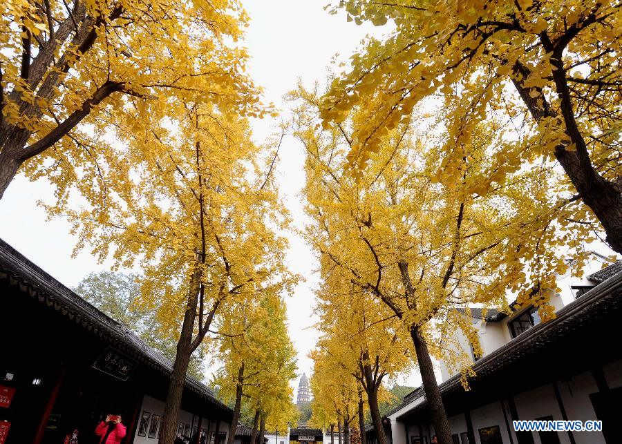 Photo taken on Nov. 20, 2012 shows autumn leaves of maidenhair trees in the scenery spot of Huqiushan in Suzhou, east China's Jiangsu Province. (Xinhua/Hang Xingwei) 