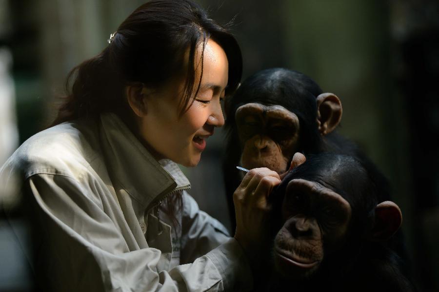 Yang Ying takes care of young chimpanzees at Jinan Zoo in Jinan, capital of east China's Shandong Province, Nov. 20, 2012. Prior to becoming a chimpanzee keeper in 2010, Yang Ying had been taking care of snub-nosed monkeys for eight years. When the four chimpanzee cubs she is now attending were first introduced to Jinan Zoo, Yang spent five to six hours a day with them to help them adapt to the new environment. The chimpanzee keeper takes pride in her job despite the laborious workload. (Xinhua/Guo Xulei) 