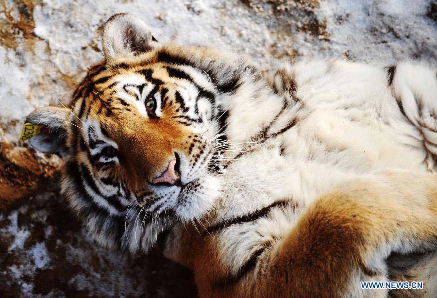 A Siberian tiger with an ear marked with a code lies on the ground at the Siberian Tiger Park in Harbin, capital of northeast China's Heilongjiang Province, Nov. 19, 2012. The Siberian Tiger Park, world's largest artificially Siberian tigers breeding base, announced that its 1,067 Siberian tigers had all received DNA test. The park began to use DNA tests to prevent "intermarriage" among Siberian tigers in 2001. Siberian tigers, otherwise known as Amur or Manchurian tigers, mainly live in east Russia, northeast China and northern part of the Korean Peninsula. Some 500 of the animals currently live in the wild, with an estimated 12 in Heilongjiang and eight to 10 in neighboring Jilin Province. (Xinhua/Wang Jianwei) 