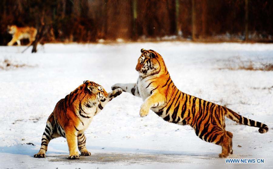 Two Siberian tigers frolic at the Siberian Tiger Park in Harbin, capital of northeast China's Heilongjiang Province, Nov. 19, 2012. The Siberian Tiger Park, world's largest artificially Siberian tigers breeding base, announced that its 1,067 Siberian tigers had all received DNA test. The park began to use DNA tests to prevent "intermarriage" among Siberian tigers in 2001. Siberian tigers, otherwise known as Amur or Manchurian tigers, mainly live in east Russia, northeast China and northern part of the Korean Peninsula. Some 500 of the animals currently live in the wild, with an estimated 12 in Heilongjiang and eight to 10 in neighboring Jilin Province. (Xinhua/Wang Jianwei)