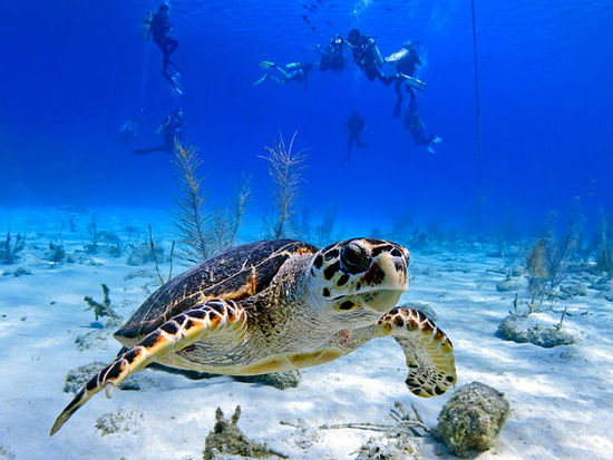 Cayman Islands (huanqiu.com)