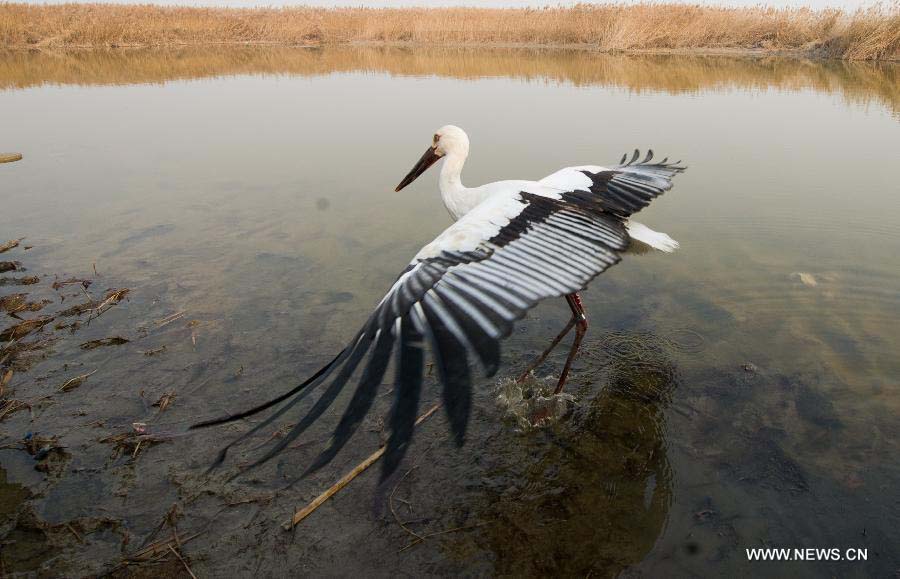 A released oriental white stork flies at Beidagang Wetland Nature Reserve in Tianjin, north China, Nov. 21, 2012. A total of 13 oriental white storks were saved by a wild animal rescue and breeding agency in Tianjin after they were found poisoned since Nov. 11. They were released Wednesday after being treated. The oriental white stork is listed under China's highest level of animal protection, as only 2,500 to 3,000 of them currently exist in the country. The species, which usually reproduces in the northeast, migrate south for winter, and the Beidagang Wetland is an important habitat along their migratory route. (Xinhua/Yue Yuewei)