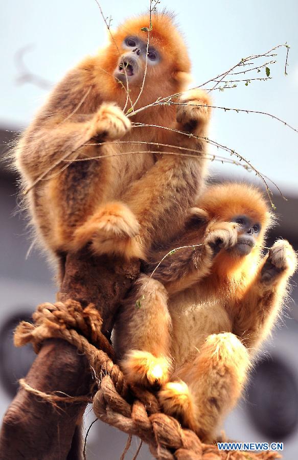 File photo taken on March 2, 2012 shows two golden monkeys in the Ocean Park in Hong Kong, south China. The Hong Kong Ocean Park was awarded as the world best theme park recently.(Xinhua/Chen Xiaowei) 